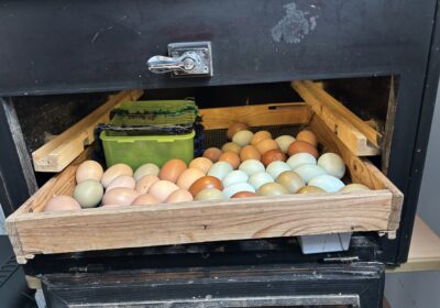 Wir bekommen Nachwuchs!