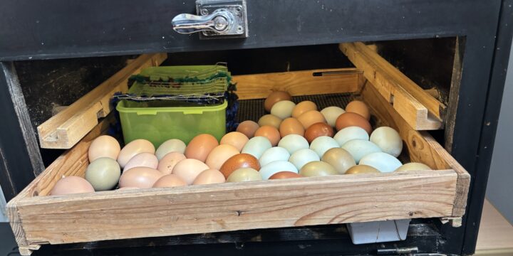 Wir bekommen Nachwuchs!