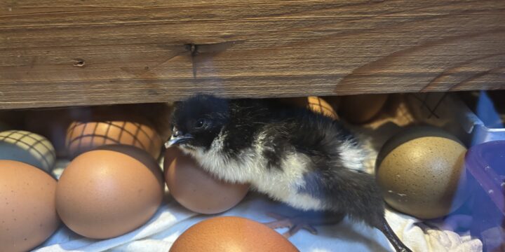Die Küken sind da!